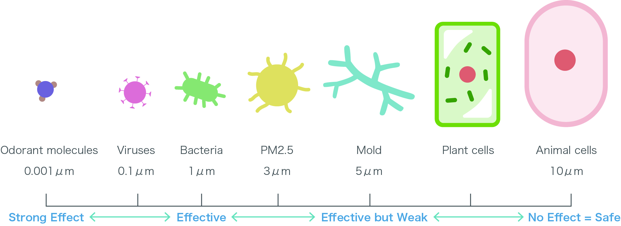 Disinfection and Deodorization Effects
